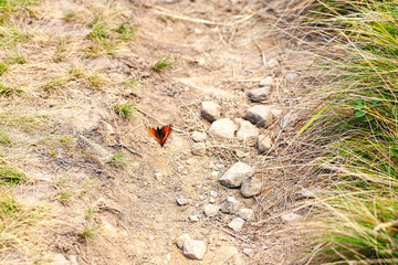 Wall Mural - butterfly out of focus. butterfly in the forest