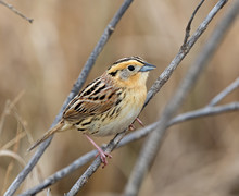 LeConte's Sparrow Perching