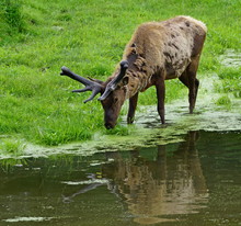 Close-up Of A Molting Reindeer Caribou  Drinking In Pond On A Green Grass Background
