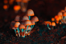 Small Mushrooms Toadstools. Orange Psilocybin Mushrooms. Selective Focus