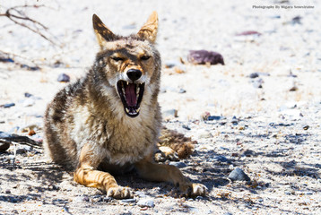 this coyote is trying to relax in a bit of shade in death valley.