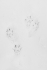 Wall Mural - Squirrel Tracks in the Snow