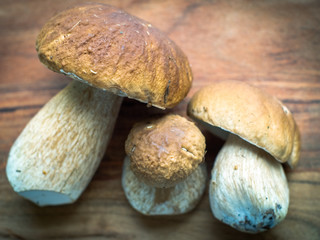 Three fresh porcini mushrooms lying on a wooden board. Close up image of a wild porcino. Raw brown cap bolete gathered in a autumn forest. Boletus is a perfect ingridient for an italian cuisine recipe