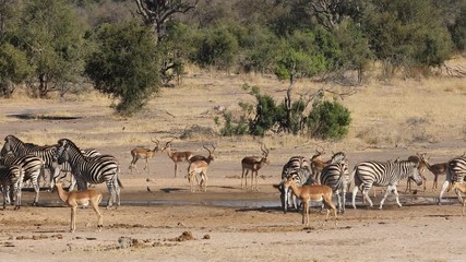 Wall Mural - Plains zebras (Equus burchelli) and impala antelopes (Aepyceros melampus) at a waterhole, Kruger National Park, South Africa