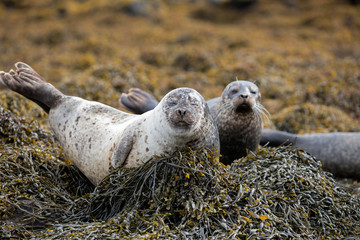 Wall Mural - A Grey seal colony photographed in Isle of Skye. 