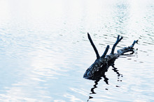 A Broken Old Log Sticks Out From Under The Water