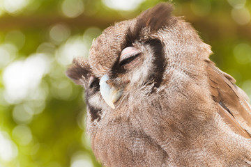 Big British Owl Portrait Bird Of Prey Falconry Experience