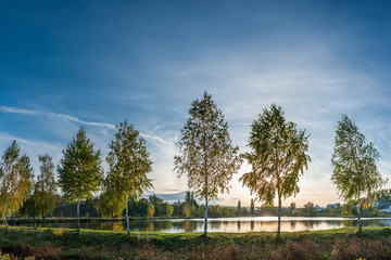 Wall Mural - autumn landscape with trees