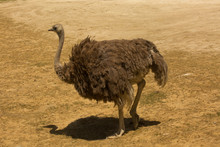 South African Ostrich, Black-necked Ostrich, Cape Ostrich, Southern Ostrich (Struthio Camelus Australis).