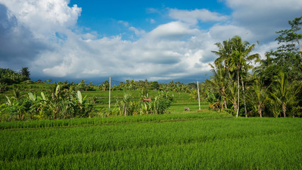 rice field in bali