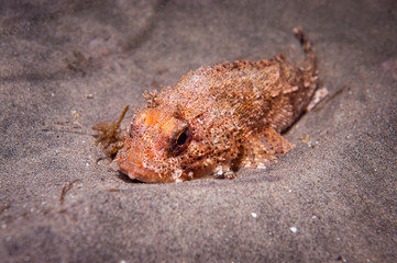 Wall Mural - California Scorpion Fish