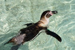 Swimming Humboldt Penguin