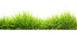 green grass in garden isolate on white background