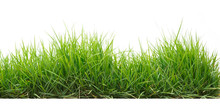 Green Grass In Garden Isolate On White Background