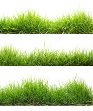 Collection Green Grass Isolate On White Background