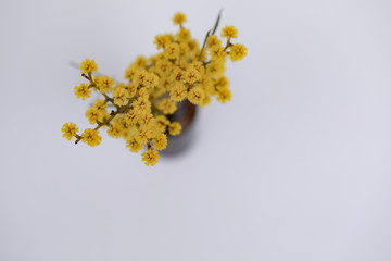 Isolated image of yellow wattle flowers on white background with copy space