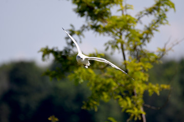 Ring-billed Gull in flight