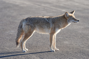 Profile of a wild coyote on the street. Wildlife isolated on gray concrete background.