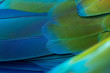 Closeup macaw feathers (Blue and gold parrot)