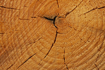 close-up of the structure of a cut pine trunk, clear annual increments