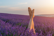 Selective Focus. The Girls Legs Stick Out Of The Lavender Bushes, Warm Sunset Light. Bushes Of Lavender Purple In Blossom, Aromatic Flowers At Lavender Fields Of The French Provence Near Valensole.