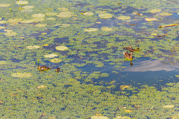 Poster - Wild duck with little ducklings swimming in a lake covered with green duckweed