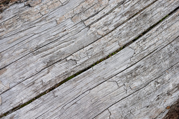 Wall Mural - Rough texture of dry old wood