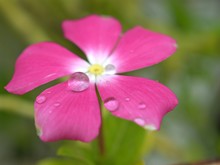 Close Up Of Pink Periwinkle Madagascar Flower Plants In Garden With Water Drops On Petals And Blurred Background ,macro Image ,sweet Color For Card Design ,soft Focus