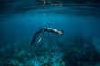 Woman free diver with fins swim underwater in blue ocean