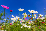 Fototapeta Nowy Jork - Pink and white cosmos flowers in the garden with blue sky  background