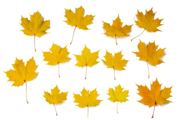 Wall Mural - Orange autumn maple leaves