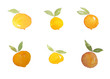 orange peach fruit watercolor painting
