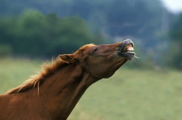 Wall Mural - Anglo Arab Horse, Adult in Flehmen