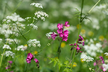 Wild Flowers, Cow Parsley And Other Wild Flowers In A Field In Finland