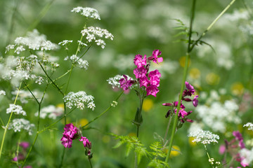 Wild flowers, Cow Parsley and other wild flowers in a field in Finland