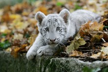 White Tiger, Panthera Tigris, Cub