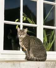 Silver Tabby Domestic Cat At Window