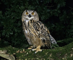 Wall Mural - European Eagle Owl, bubo bubo, Adult