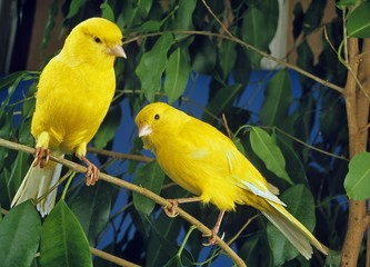Wall Mural - yellow canaries, serinus canaria standing on branch