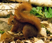 Red Squirrel, Sciurus Vulgaris, Male