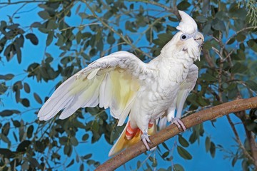 Wall Mural - philippine cockatoo or red-vented cockatoo, cacatua haematuropygia, adult taking off from branch