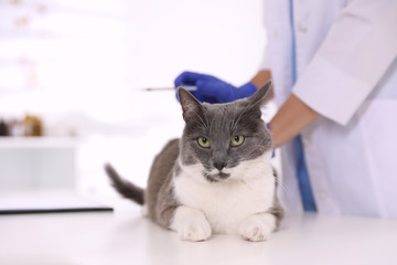 Wall Mural - Professional veterinarian vaccinating cute cat in clinic, closeup