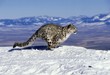 Snow Leopard or Ounce, uncia uncia, Running through Mountains