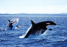 Killer Whale, Orcinus Orca, Mother And Calf Leaping, Canada