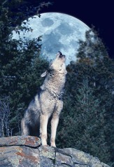 Wall Mural - european wolf, canis lupus, adult howling at the moon