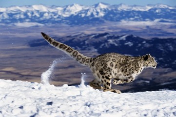 Wall Mural - snow leopard or ounce, uncia uncia, running through mountains