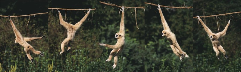 Wall Mural - white-handed gibbon, hylobates lar, moving, hanging from liana, movement sequence