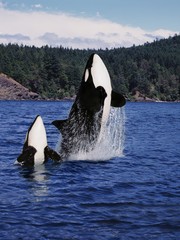 Wall Mural - killer whale, orcinus orca, mother and calf leaping, canada