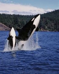 Wall Mural - killer whale, orcinus orca, mother and calf leaping, canada