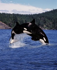 Wall Mural - Killer Whale, orcinus orca, Mother and Calf Leaping, Canada